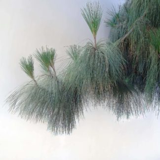 photo: the branch of a fir tree artfully shown against a plain background