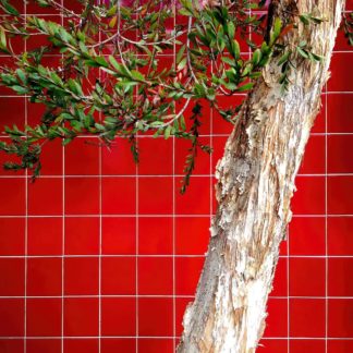 photo: the pale, peeling bark of a leaning tree trunk, and a few green lveaves, set against a vidid, red-tile wall