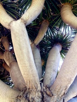 photo: succulent palm plant, view upward from below - interesting trunk and leaves