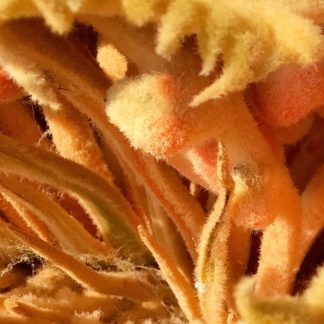 photo: closeup of efflorescence