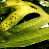 photo: raindrops and brown spore patches on the green leaves of a laua'e fern