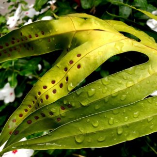 photo: raindrops and brown spore patches on the green leaves of a laua'e fern