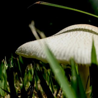 photo: closeup of speckled white mushroom in green grass against a dark background