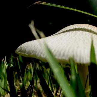 photo: closeup of speckled white mushroom in green grass against a dark background