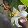 photo: honeybee visiting the pollen of a white lemon flower.
