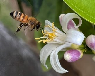 photo: honeybee visiting the pollen of a white lemon flower.