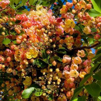 photo: massive cluster of flowers in a rainbow shower tree