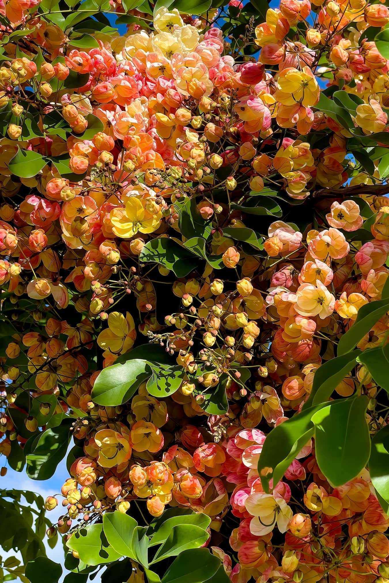 Rainbow shower tree, Flower Confetti