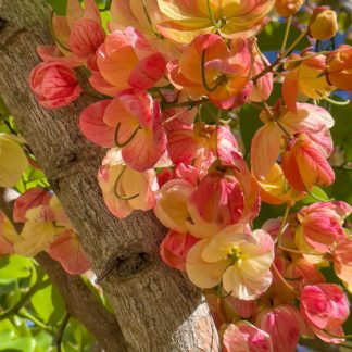 photo: closeup of flowers in a rainbow shower tree