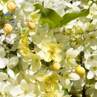 photo: golden shower tree blossoms