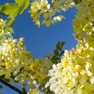photo: golden shower tree blossoms and blue sky