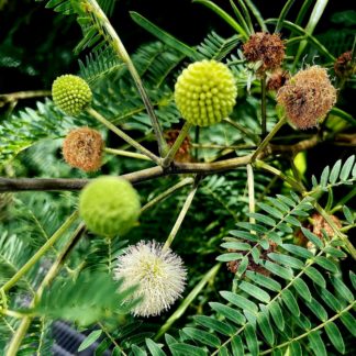 photo: arboreal flowering, drying back, and making seed heads - can work in some ever-green walls