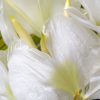 photo: fragrant, white flowers, Hawaii (vertical)