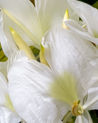 photo: fragrant, white flowers, Hawaii (vertical)