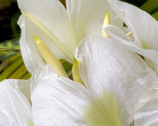 photo: white fragrant flowers, Hawaii (horizontal)