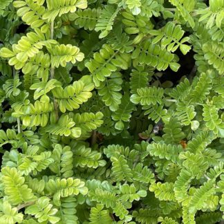 photo: ground cover - great for ever-green walls or standalone.