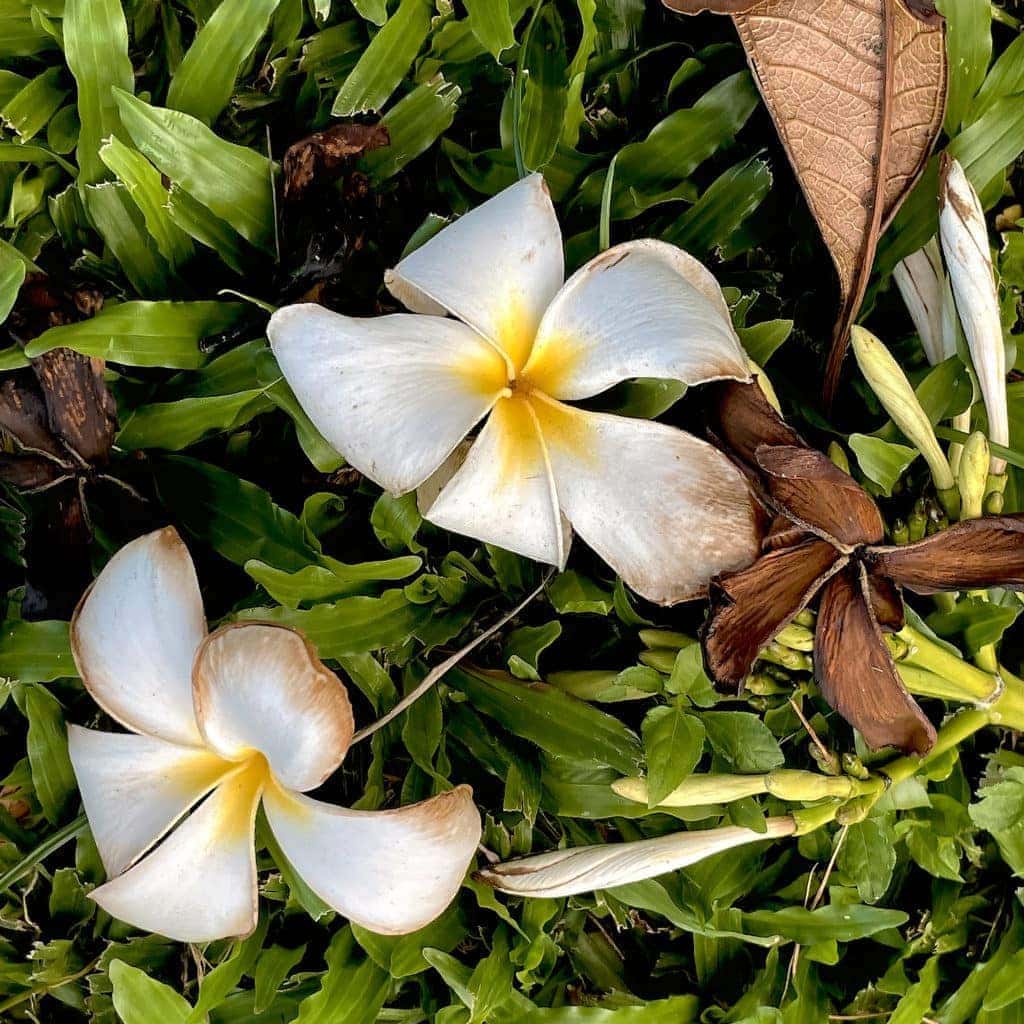 Plumeria Lifecycle