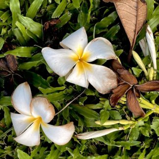photo: lying in the grass, every stage in a plumeria blossom's lifecycle: unopened buds, fully open flowers, wilting and turning brown, returning to the earth