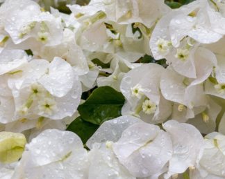 photo: raindrops on white bougainvillea