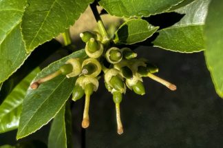 photo: a cluster of newly forming lemons