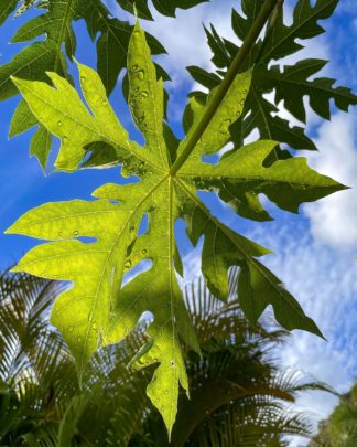 photo: the underside view of a papaya tree leaf in the morning sun, with rain drops