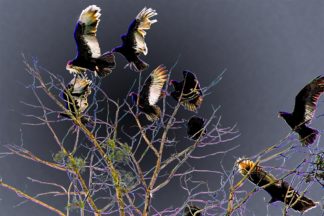 photo art: a wake of vultures in the top of a cedar tree