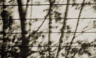 photo: shadows of trees and leaves cast by a solar eclipse against weathered wood clapboards