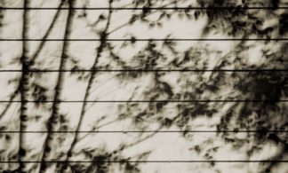 photo: shadows of trees and leaves cast by a solar eclipse against weathered wood clapboards