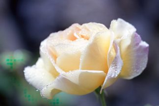 photo: a pale peach-color rose completely rimmed in sparkling dew drops in the dawn light.