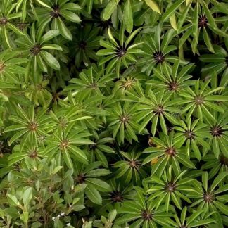 aerial photo: umbrella plants and more (no drones involved) - also good for ever-green walls