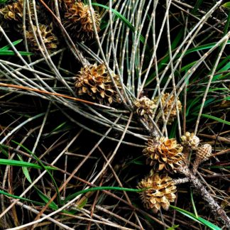 photo: pine needles and unusual pine cones fully opened