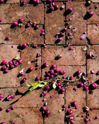 photo: bright berries on brick pavement