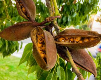 photo: seeds peering out of the split pods hanging from a tree