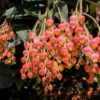 photo: flowers like sweet berries hanging in a cluster from this tree