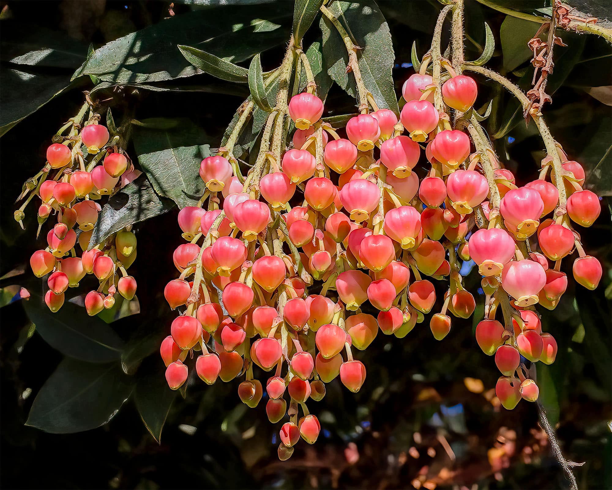photo: flowers like sweet berries hanging in a cluster from this tree