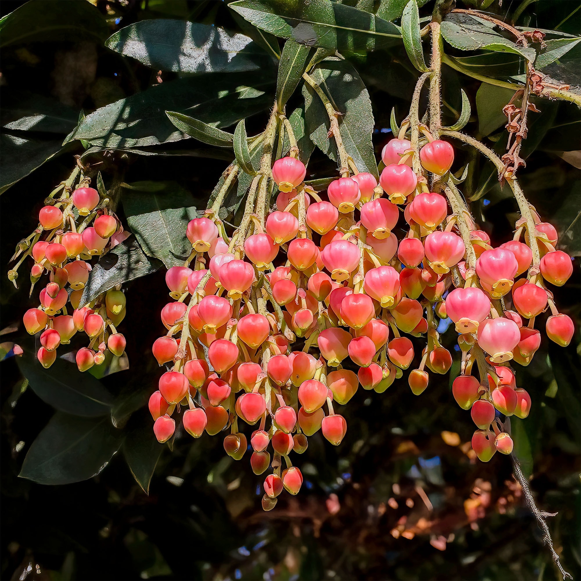 photo: flowers like sweet berries hanging in a cluster from this tree