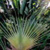 photo: a fan palm tree