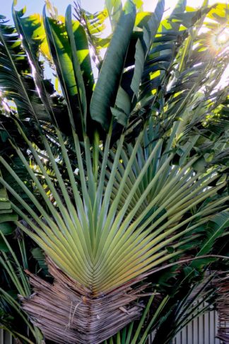 photo: a fan palm tree