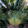 photo: a fan palm tree