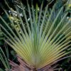 photo: a fan palm tree