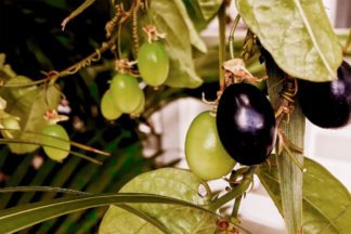 photo: fruit of passiflora sp.