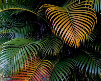 photo: romantic view of the fronds of an areca palm - some are changing color as they prepare to fall