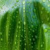 photo: raindrops on a green ti leaf