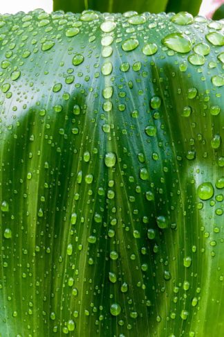 photo: raindrops on a green ti leaf