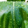 photo: raindrops on a green ti leaf