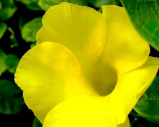 photo: yellow alamanda flower