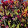 photo: a wall of red and green variegated croton leaves