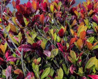 photo: a wall of red and green variegated croton leaves