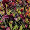 photo: a wall of red and green variegated croton leaves