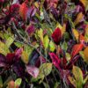 photo: a wall of red and green variegated croton leaves